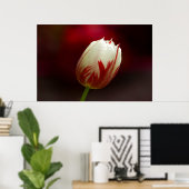 Poster de la tulipe solitaire rouge et blanc (Bureau à domicile)