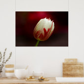 Poster de la tulipe solitaire rouge et blanc (Cuisine)