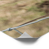 Poster de la vache écossaise drôle (Coin)