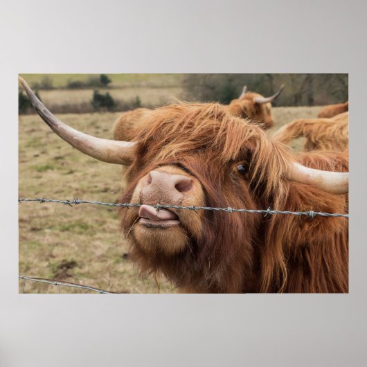 Poster de la vache écossaise drôle (Devant)