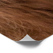 Poster de la vache écossaise drôle (Coin)