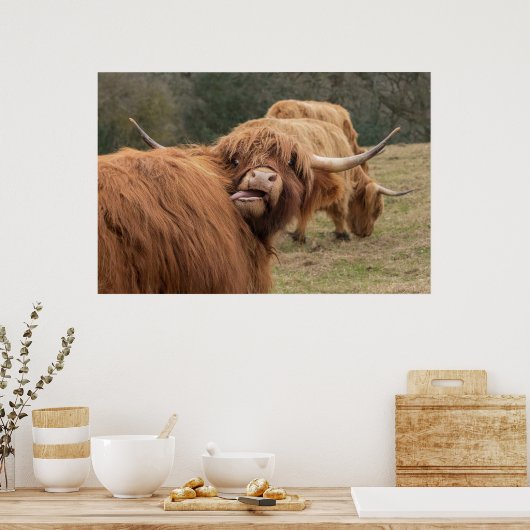 Poster de la vache écossaise drôle (Cuisine)