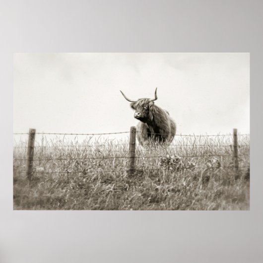 Poster de la vache écossaise Highland Baby (Devant)