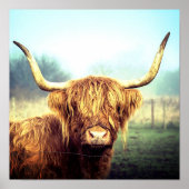 Poster de la vache Highland (Devant)