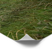 Poster de la vache suisse (Coin)