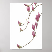 Poster de la vigne de Magnolia