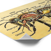 Poster de l'abeille au miel (Coin)