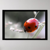 Poster de Ladybug (Devant)