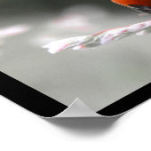 Poster de Ladybug (Coin)