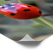 Poster de Ladybug (Coin)