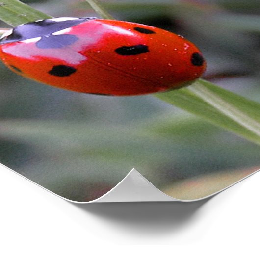 Poster de Ladybug (Coin)