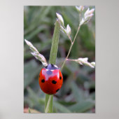 Poster de Ladybug (Devant)