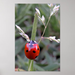 Poster de Ladybug
