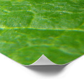 Poster de Ladybug (Coin)