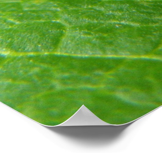 Poster de Ladybug (Coin)