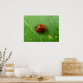 Poster de Ladybug (Cuisine)
