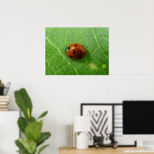 Poster de Ladybug (Bureau à domicile)