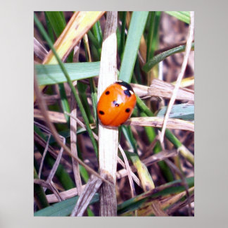 Poster de Ladybug Spotlight