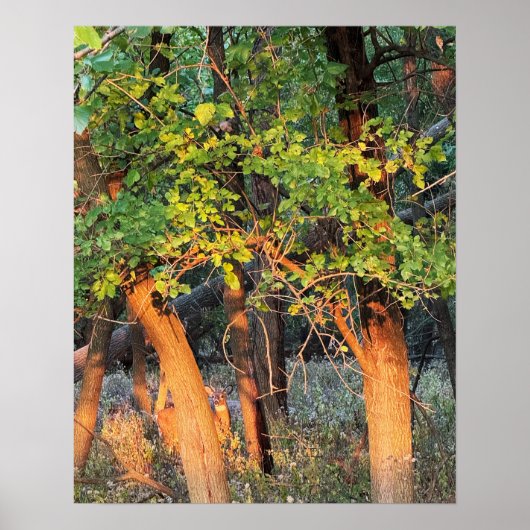 Poster de l'affiche Deer Hide in Trees (Devant)