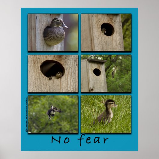 Poster de l'affiche "NO FEAR" Wood Ducks (Devant)