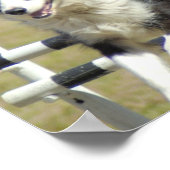 Poster de l'agilité des bordures Collie (Coin)