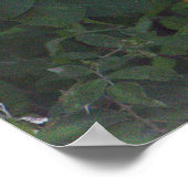 Poster de l'Aigette neigeuse (Coin)