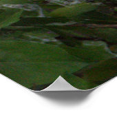 Poster de l'Aigette neigeuse (Coin)