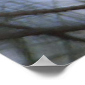 Poster de l'aigle à tête blanche (Coin)