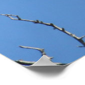 Poster de l'aigle à tête blanche américain (Coin)