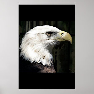 Poster de l'aigle à tête blanche américain Imprime