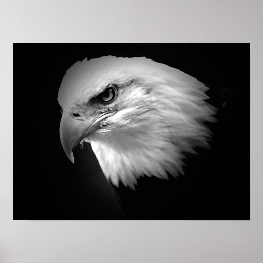 Poster de l'aigle à tête blanche BW American Impri (Devant)