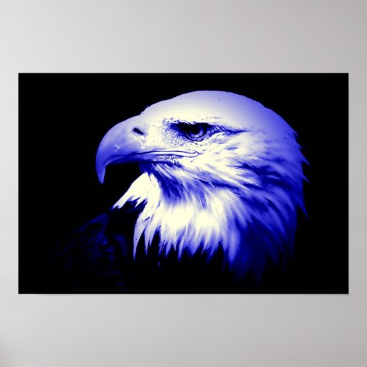 Poster de l'aigle américain Bald Eagle (Devant)
