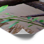 Poster de l'aigle des vendeurs (Coin)