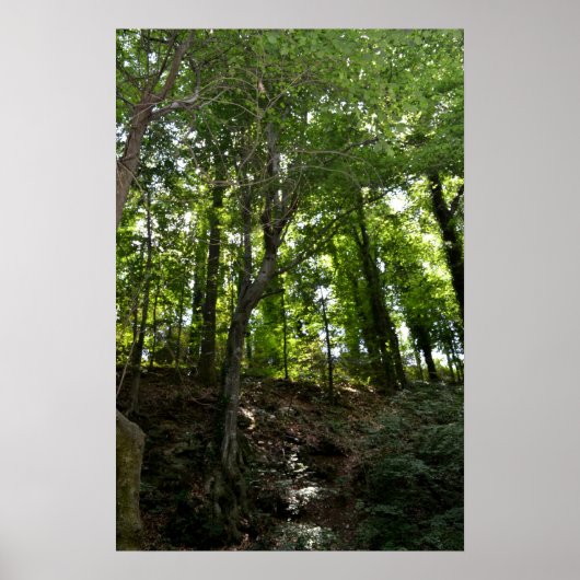 Poster de l'aile et de l'arbre (Devant)