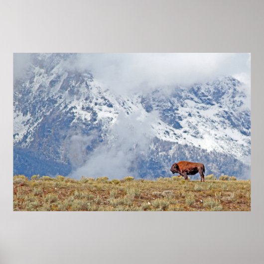 Poster de l'American Buffalo High in the Tetons (Devant)