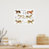 Poster de l'anatomie de chat (Cuisine)