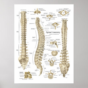 Poster de l'anatomie de la colonne vertébrale huma