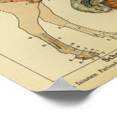 Poster de l'anatomie du cheval vintage (Coin)