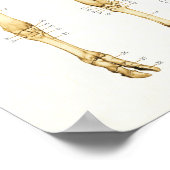 Poster de l'anatomie squelettique de la vache Bovi (Coin)