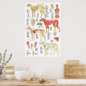 Poster de l'anatomie squelettique du chien Muscle  (Cuisine)