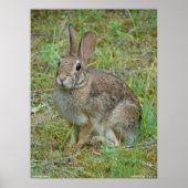 Poster de lapin sauvage de l'Est du coton (Devant)