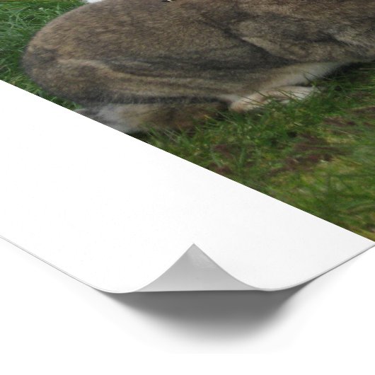 Poster de lapins de plage - Customisé (Coin)