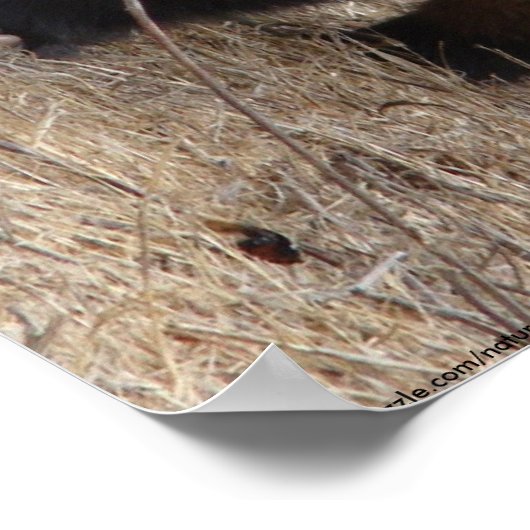 Poster de l'approche Badger (Coin)