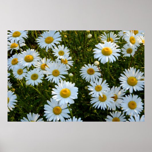 Poster de l'après-midi de Lazy Daisy (Devant)