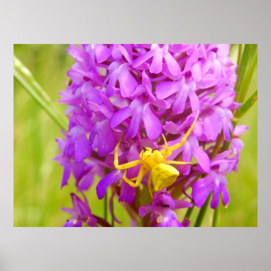 Poster de l'araignée de crabe jaune (Devant)