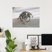 Poster de l'araignée salticienne (Bureau à domicile)