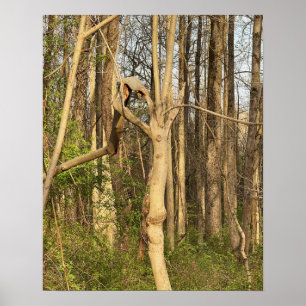 Poster de l'arbre