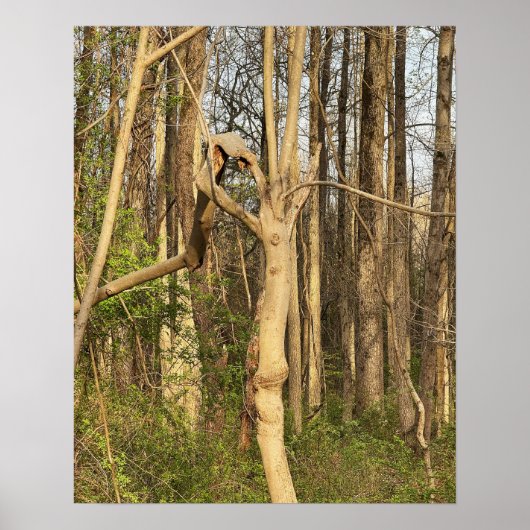 Poster de l'arbre (Devant)