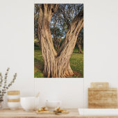 Poster de l'arbre de Kiawe Hawaïen (Cuisine)