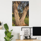 Poster de l'arbre de Kiawe Hawaïen (Bureau à domicile)